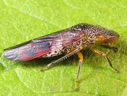 Attēlu rezultāti vaicājumam “Comatricha fragilis macro”