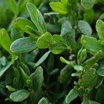 Attēlu rezultāti vaicājumam “Polygonum arenastrum leaf”