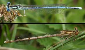 Attēlu rezultāti vaicājumam “Platycnemis pennipes”