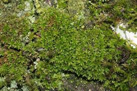 Attēlu rezultāti vaicājumam “Syntrichia papillosa”