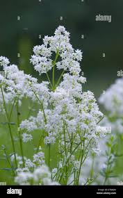 Attēlu rezultāti vaicājumam “Galium boreale flower”