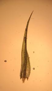 Attēlu rezultāti vaicājumam “Bryoerythrophyllum recurvirostrum”