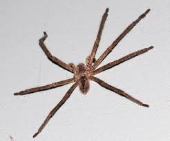 Attēlu rezultāti vaicājumam “Sparassidae”