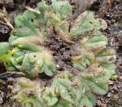 Attēlu rezultāti vaicājumam “Riccia sorocarpa”