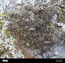 Attēlu rezultāti vaicājumam “Parmelia submontana”