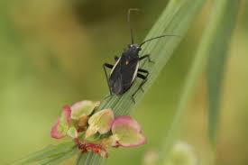 Attēlu rezultāti vaicājumam “Capsodes gothicus imago”