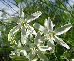 Attēlu rezultāti vaicājumam “Oenothera rubricauli flower”