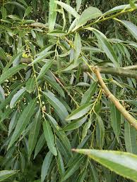 Attēlu rezultāti vaicājumam “Salix alba”