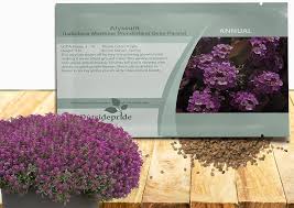 Attēlu rezultāti vaicājumam “Anthyllis maritima flower”