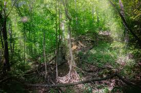 Image result for лес,