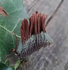 Attēlu rezultāti vaicājumam “Stemonitis lignicola spores”