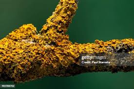 Attēlu rezultāti vaicājumam “Xanthoria parietina”