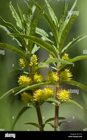 Attēlu rezultāti vaicājumam “Lysimachia thyrsiflora”