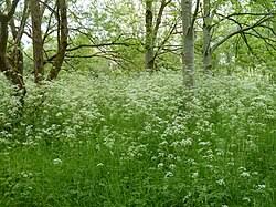 Attēlu rezultāti vaicājumam “Leucozona glaucia”
