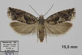 Attēlu rezultāti vaicājumam “Epinotia immundana”