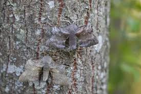 Attēlu rezultāti vaicājumam “Laothoe populi imago”