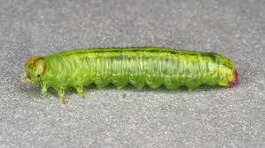 Attēlu rezultāti vaicājumam “Pristiphora maesta larva”