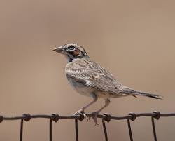 Image result for Chondestes grammacus