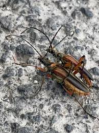 Attēlu rezultāti vaicājumam “Hylecoetus dermestoides male”