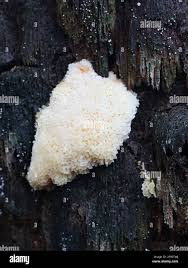 Attēlu rezultāti vaicājumam “Antrodiella serpula”