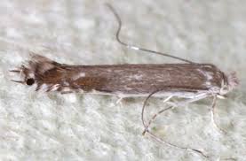 Attēlu rezultāti vaicājumam “Lyonetia clerkella”