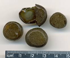 Attēlu rezultāti vaicājumam “Nostoc pruniforme macro”