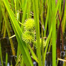 Attēlu rezultāti vaicājumam “Sparganium minimum fruit”