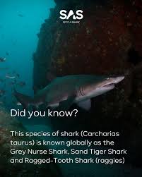 Image result for Carcharias taurus