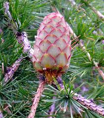 Attēlu rezultāti vaicājumam “Larix decidua”