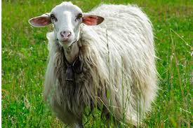 Image result for Sarda sarda