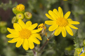 Attēlu rezultāti vaicājumam “Senecio vernalis leaf”