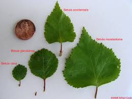 Attēlu rezultāti vaicājumam “Betula nana”