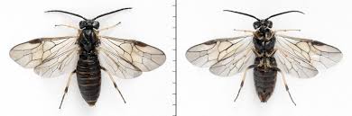 Attēlu rezultāti vaicājumam “Pristiphora maesta”