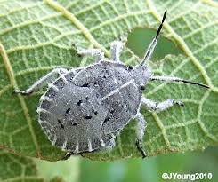 Attēlu rezultāti vaicājumam “Pentatomidae”