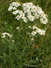 Attēlu rezultāti vaicājumam “Achillea salicifolia”