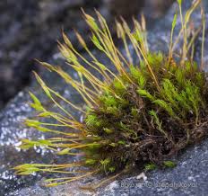 Attēlu rezultāti vaicājumam “Didymodon rigidulus”