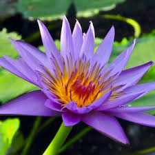 Attēlu rezultāti vaicājumam “Nymphaea alba”