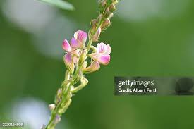 Attēlu rezultāti vaicājumam “Onobrychis arenaria fruit”