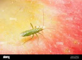 Attēlu rezultāti vaicājumam “Blepharidopterus angulatus”