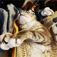 Image result for Cat sleeping in guitar