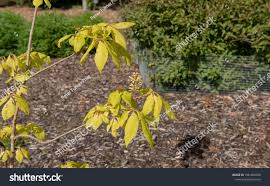 Attēlu rezultāti vaicājumam “Aesculus x neglecta flower”