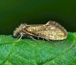 Attēlu rezultāti vaicājumam “Eriocraniidae”