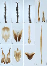 Attēlu rezultāti vaicājumam “Mordella sp.”