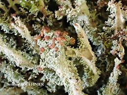 Attēlu rezultāti vaicājumam “Cladonia squamosa”