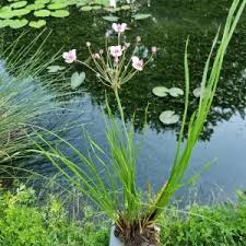 Attēlu rezultāti vaicājumam “Butomus umbellatus bud”