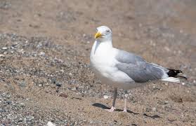 Attēlu rezultāti vaicājumam “Larus ridibundus adult”
