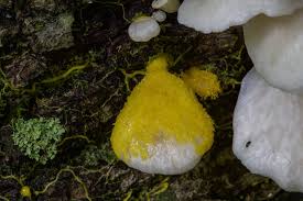 Attēlu rezultāti vaicājumam “Physarum bryocorticola”