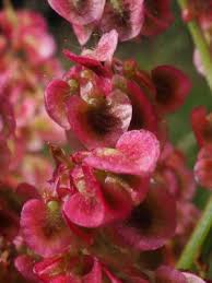 Attēlu rezultāti vaicājumam “Rumex acetosa flower”