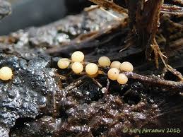 Attēlu rezultāti vaicājumam “Perichaena corticalis”