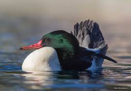 Attēlu rezultāti vaicājumam “Mergus merganser male”